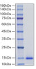 Recombinant Mouse CCL7/MCP-3 Protein (RPCB1905)