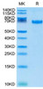 Recombinant Cynomolgus B7-H1/PD-L1/CD274 Protein (RPCB1910)