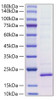 Recombinant Mouse IL-18 Protein (RPCB1922)