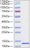 Recombinant Canine CXCL12/SDF-1 Protein (RPCB1962)