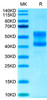 Recombinant Cynomolgus CD3E&CD3D Protein (RPCB1965)