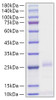 Recombinant Human IFN-beta Protein (RPCB1975)