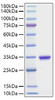 Recombinant Human IgG2A Protein (RPCB1988)