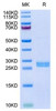 Recombinant Mouse Hepcidin/HAMP Protein (RPCB1998)