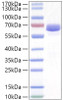 Recombinant Human Neurolysin/NLN Protein (RPCB2002)