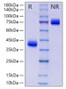 Recombinant Human IgG3 Protein (RPCB2003)