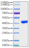 Recombinant Human PGK1 Protein (RPCB2016)