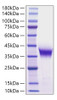 Recombinant Human ADPRH Protein (RPCB2025)