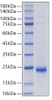 Recombinant Rat IL-10 Protein (RPCB2038)