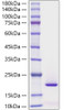 Recombinant Human REG3G Protein (RPCB2039)
