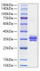 Recombinant Mouse IgG1 Protein (RPCB2061)