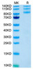 Recombinant Human Integrin alpha V beta 5 (ITGAV&ITGB5) Protein (RPCB2068)