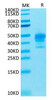 Recombinant Cynomolgus Mesothelin/MSLN  Protein (RPCB2069)