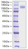Recombinant Human Siglec-10 Protein (RPCB2077)