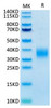 Recombinant Mouse LAIR-1/CD305 Protein (RPCB2096)