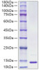Recombinant Human S100-A13 Protein (RPCB2122)