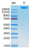 Recombinant SARS-COV-2 Spike S1+S2 ECD (S-ECD) Protein (RPCB2131)