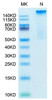 Recombinant Human HLA-G Complex Tetramer Protein (RPCB2176)