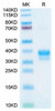 Recombinant Cynomolgus IgE Protein (RPCB2177)