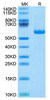 Recombinant Human Notch 3 Protein (RPCB2180)