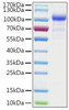 Recombinant Human Argonaute-1/AGO1 Protein (RPCB2190)