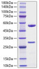 Recombinant Human Microfibrillar-associated protein 5 Protein (RPCB2192)