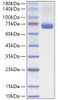 Recombinant Human Heat shock cognate 71 kDa protein/HSC70 Protein (RPCB2200)