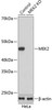 Anti-MEK2 [ARC0361] Monoclonal Antibody -Knockout Validated (CAB19078)