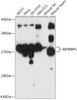 Anti-eIF4EBP1 Antibody -Knockout Validated (CAB1248)