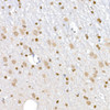 Anti-PLK1 [ARC52311] Monoclonal Antibody (CAB21082)