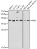 Anti-IkappaBalpha Antibody -Knockout Validated (CAB11397)