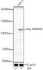 Anti-Rig-I/DDX58 [ARC54110] Monoclonal Antibody (CAB22478)