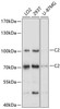 Anti-C2 Antibody (CAB10186)