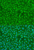 Anti-IRF7 Antibody (CAB0159)