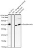 Anti-Doublecortin [ARC57902] Monoclonal Antibody (CAB23501)