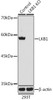 Anti-LKB1 Antibody -Knockout Validated (CAB2122)