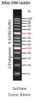 GenieLadder 50 bp DNA Ladder