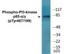 PI3-kinase p85-alpha/gamma Phospho-Tyr467/199 Colorimetric Cell-Based ELISA Kit