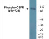 CSFR Phospho-Tyr723 Colorimetric Cell-Based ELISA Kit
