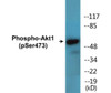 Akt1 Phospho-Ser473 Colorimetric Cell-Based ELISA Kit