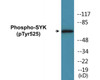 SYK Phospho-Tyr525 Colorimetric Cell-Based ELISA Kit