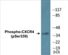 CXCR4 Phospho-Ser339 Colorimetric Cell-Based ELISA Kit