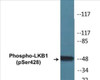 LKB1 Phospho-Ser428 Colorimetric Cell-Based ELISA Kit