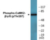 CaMK2-beta/gamma/delta Phospho-Thr287 Colorimetric Cell-Based ELISA Kit