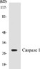 Cell Death Caspase 1 Colorimetric Cell-Based ELISA Kit
