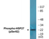 HSP27 Phospho-Ser82 Colorimetric Cell-Based ELISA Kit