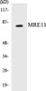 Epigenetics and Nuclear Signaling MRE11 Colorimetric Cell-Based ELISA Kit