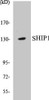 Cell Death SHIP1 Colorimetric Cell-Based ELISA Kit