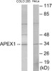 Epigenetics and Nuclear Signaling APEX1 Colorimetric Cell-Based ELISA