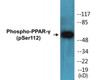 PPAR-gamma Phospho-Ser112 Colorimetric Cell-Based ELISA Kit